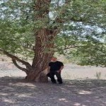 تصویر پروفایل امیر